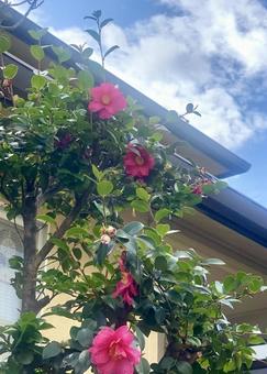 ツバキの花 ツバキの花の写真