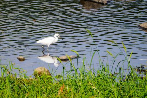 コサギ(25) コサギ(25) 鳥,コサギ,鳥類の写真素材