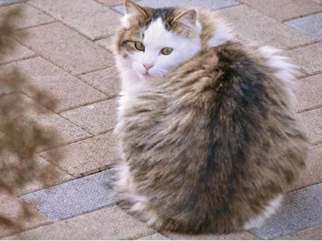 Fluffy calico cat looking back, JPG