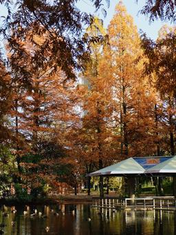 木々と公園とカルガモ 木々,メタセコイヤ,カルガモの写真素材