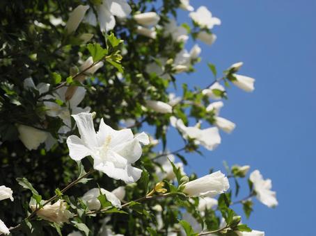 Rose of Sharon and the summer sky, JPG Rose of Sharon and the summer sky, JPG