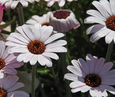 アフリカン・デージー アフリカン,デージー,africanの写真素材