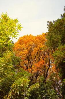 笹藪と紅葉　 空,散策,木々の写真素材