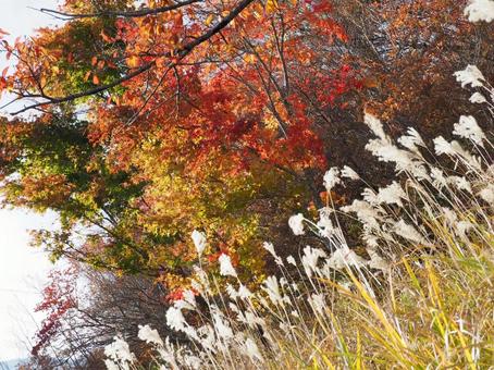 モミジとススキとの写真