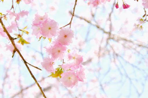 紅色の桜 紅豊 紅色の桜 紅豊の写真
