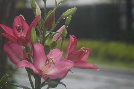 百合 百合 百合,春,自然の写真素材