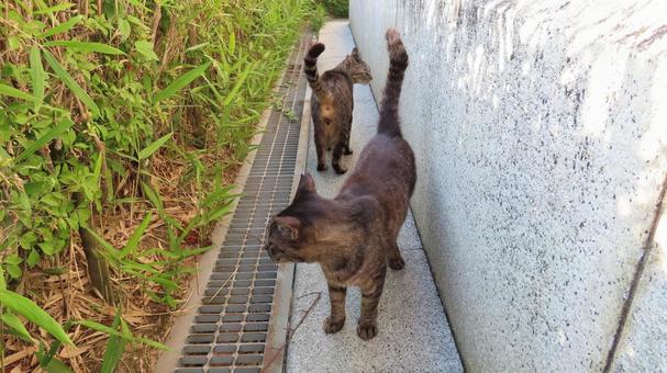 パトロールコースが交錯して一瞥し合う猫達 パトロールコースが交錯して一瞥し合う猫達 猫,キジトラ,パトロールの写真素材