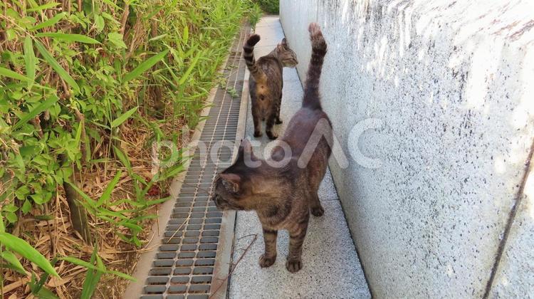 パトロールコースが交錯して一瞥し合う猫達 猫,キジトラ,パトロールの写真素材