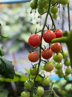 畑のプチトマトの写真