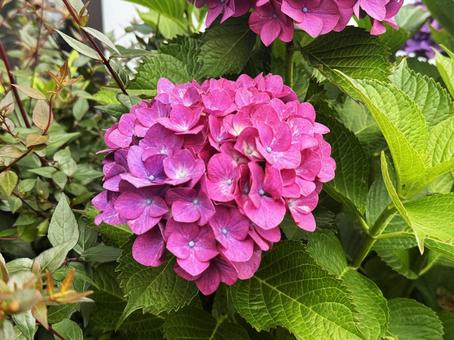 紫陽花 紫陽花の写真