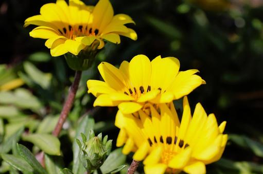 Gazania flowers in the sun in a flowerbed in mid-April, JPG Gazania flowers in the sun in a flowerbed in mid-April, JPG