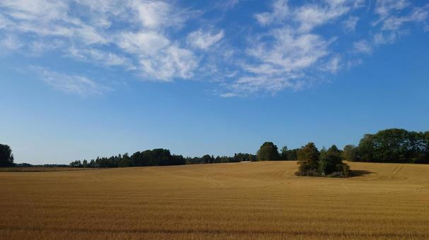 北欧の田舎の麦畑 北欧の田舎の麦畑 稲穂,麦畑,田舎の写真素材