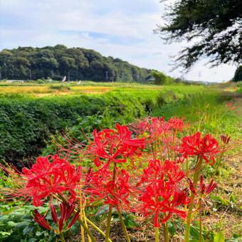 秋の空と曼珠沙華 秋の空と曼珠沙華 彼岸花,曼珠沙華,ヒガンバナの写真素材