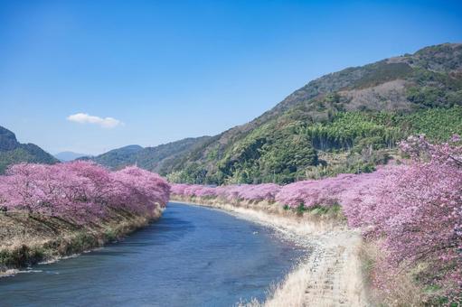川沿いの河津桜並木 河津桜,伊豆稲取,桜の写真素材