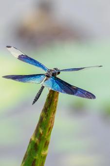 Butterfly dragonfly(25), JPG Butterfly dragonfly(25), JPG