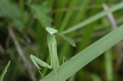 カマキリ カマキリ 昆虫,カマキリ,草の写真素材
