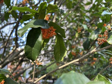 キンモクセイ キンモクセイ,金木犀,秋の写真素材
