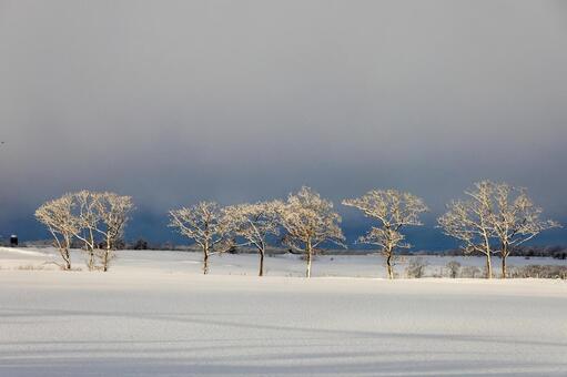 雪原に佇む樹々の霧氷と光の幻影 樹氷,霧氷,雪原の写真素材