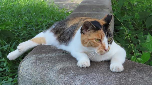 Photo, san mao cat, cat, lie down, 
