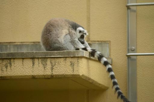 ワオキツネザル♪ ワオキツネザル♪ ワオキツネザル,どうぶつ,いきものの写真素材