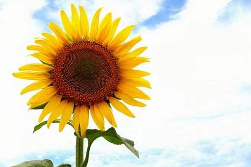 ひまわり畑１２ ひまわり,向日葵,ひまわり畑の写真素材