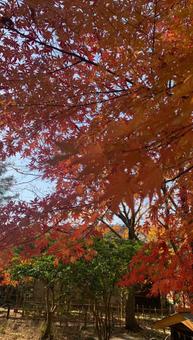 紅葉一色 紅葉一色の写真