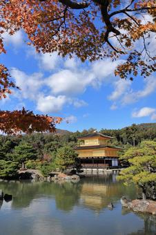 秋の金閣寺 青空,世界遺産,風景の写真素材