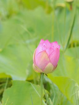 蓮(ハス) 蓮(ハス) 蓮,ハス,大輪の写真素材