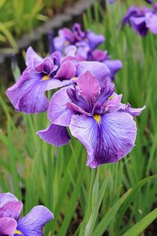 Iris, JPG