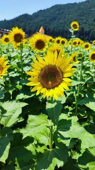 夏を抱きしめる花畑 夏を抱きしめる花畑の写真