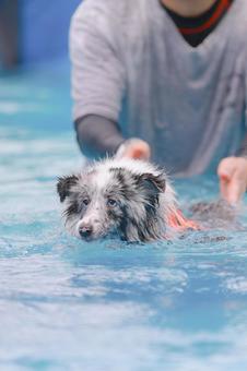 シェルティ シェルティの写真