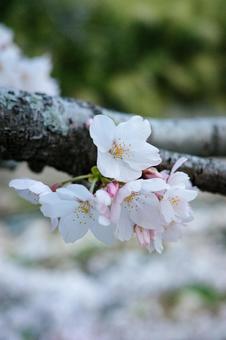 桜 桜,４月,春の写真素材