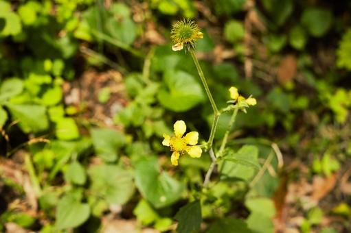 ダイコンソウの黄色い花 ダイコンソウの黄色い花の写真