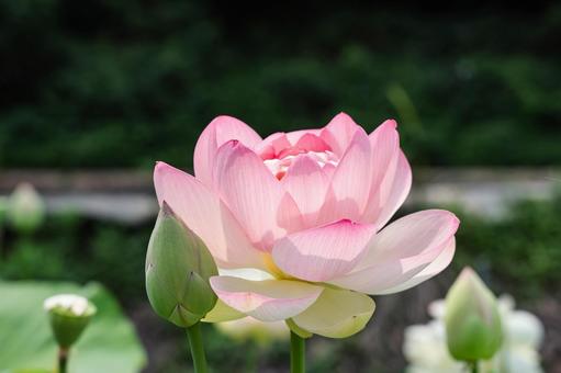 蓮の花 クローズアップ 蓮の花 クローズアップ 蓮,ハス,花の写真素材