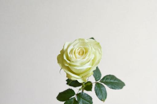 照片, 玫瑰, 绿茵, 绿玫瑰, 