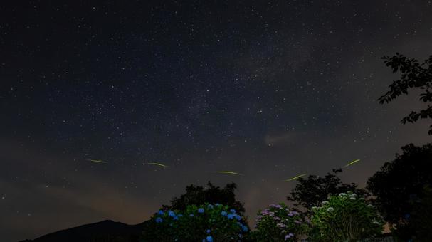 あじさいに寄り添う流星夜のホタル あじさいに寄り添う流星夜のホタルの写真