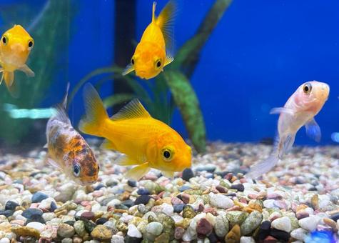 金魚 金魚 ペット,水槽,魚の写真素材