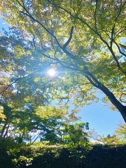 緑と太陽 緑と太陽の写真