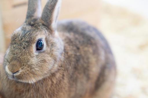 じっと見つめるウサギちゃん うさぎ,動物,ペットの写真素材