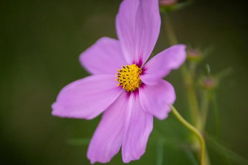 コスモスの花 コスモスの花 コスモス,コスモス畑,花の写真素材