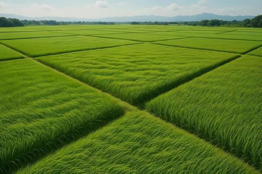 緑の田園パッチワークの写真