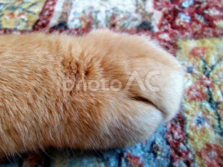 毛並みワイルド 猫の前足,もこもこ,ふわふわの写真素材