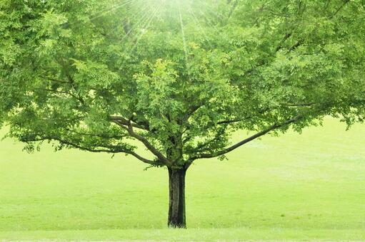 A big tree in the light A big tree in the light