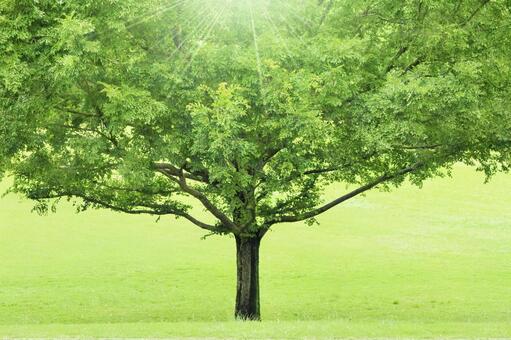 A big tree in the light, frisch grün, konzept, management-philosophie, JPG