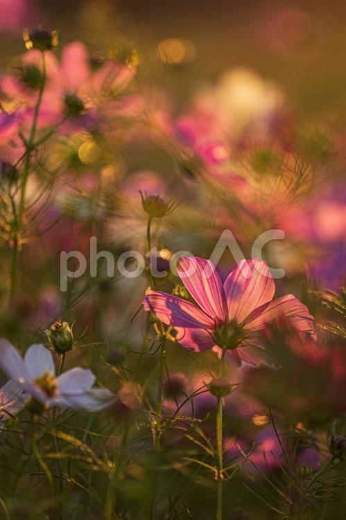 夕暮れのコスモス コスモス,秋桜,こすもすの写真素材