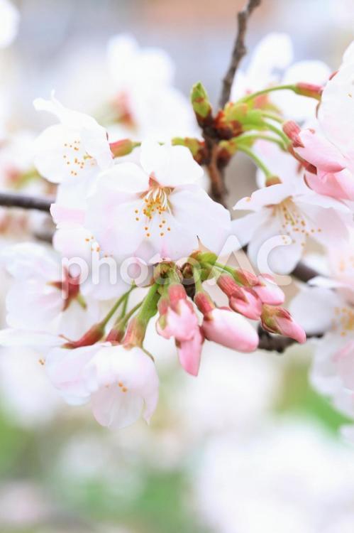 さくら　桜 桜,さくら,サクラの写真素材