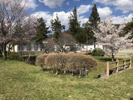 天気の良い日の公園 天気の良い日の公園の写真