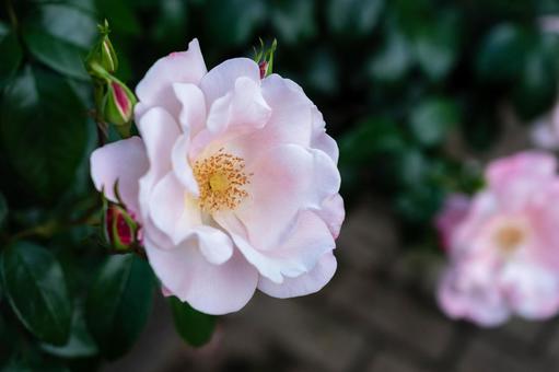 公園のバラ 公園のバラ バラ,花,植物の写真素材