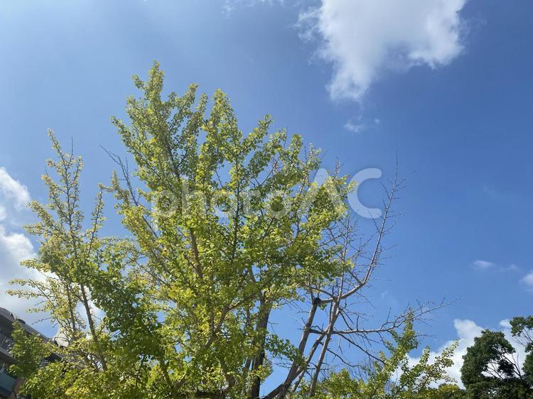 晴れた日に広がる空と木々 葉,葉っぱ,屋外の写真素材