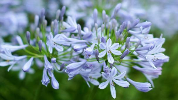 Agapanthus-186, JPG
